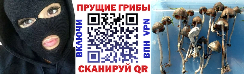Псилоцибиновые грибы Cubensis  Нариманов 